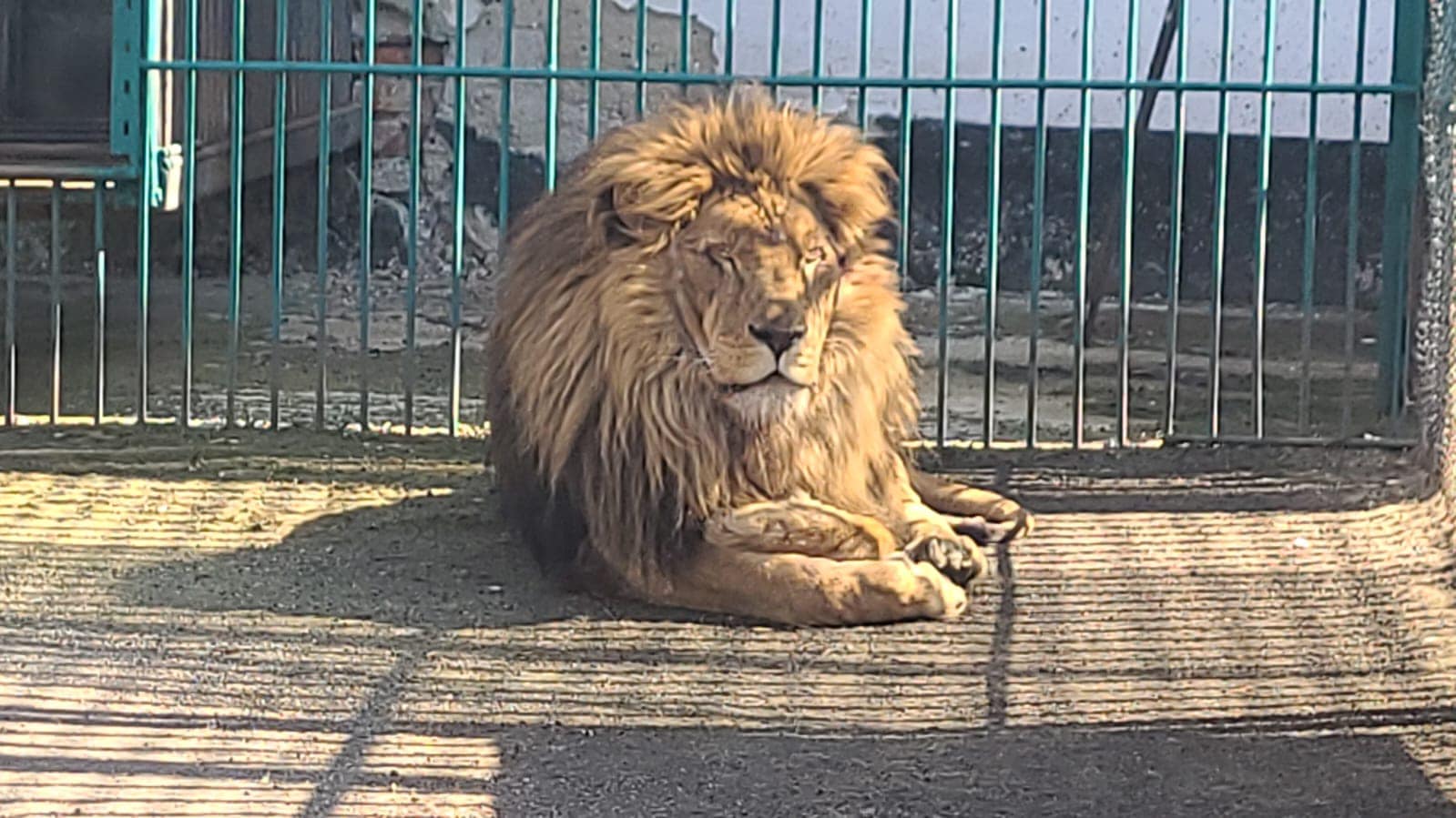 a lion named simba resting in his new home at a zoo in romania after being rescued from ukraine 