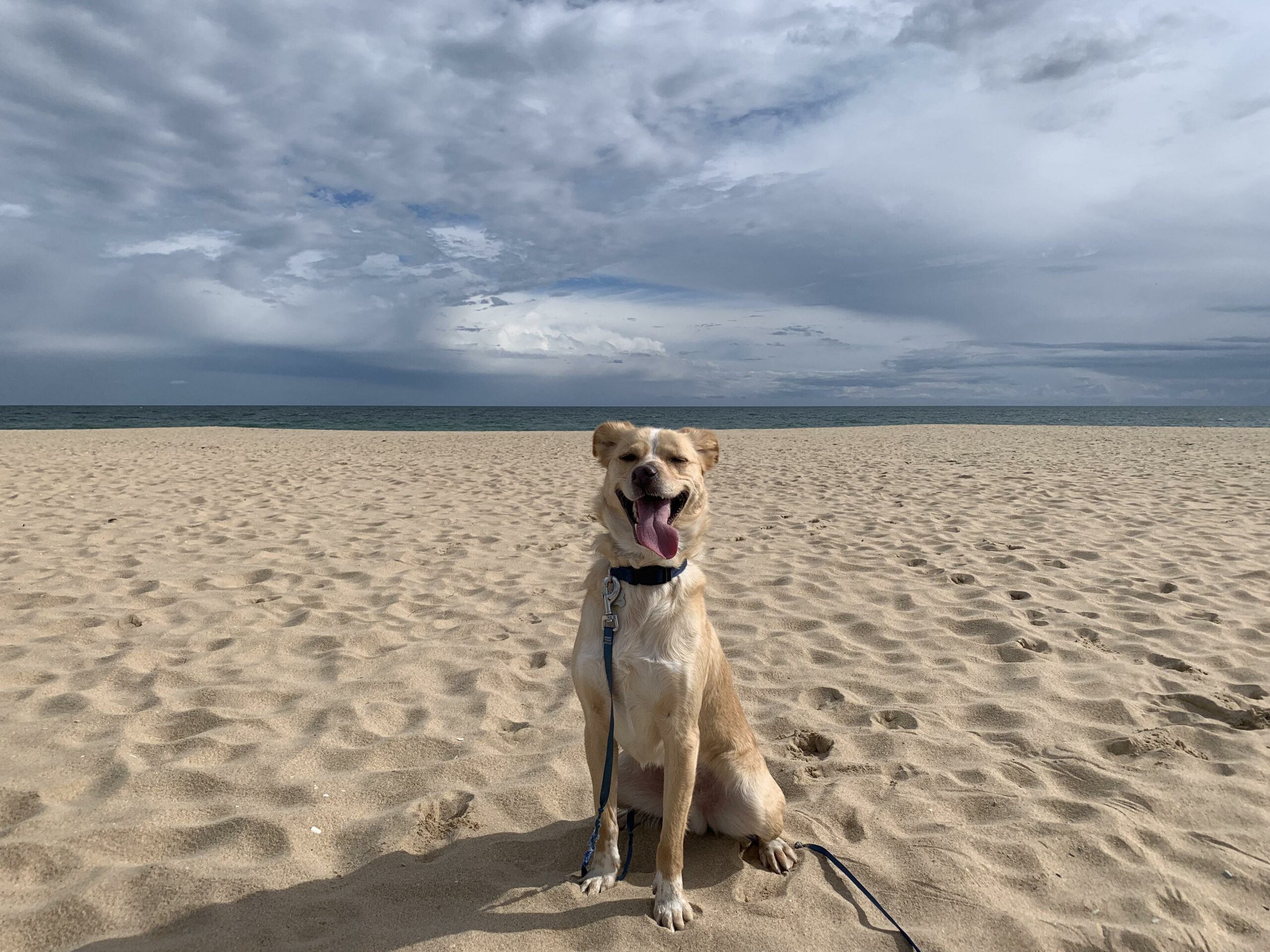 a large light brown dog sticking their tongue out as they sit on a beach