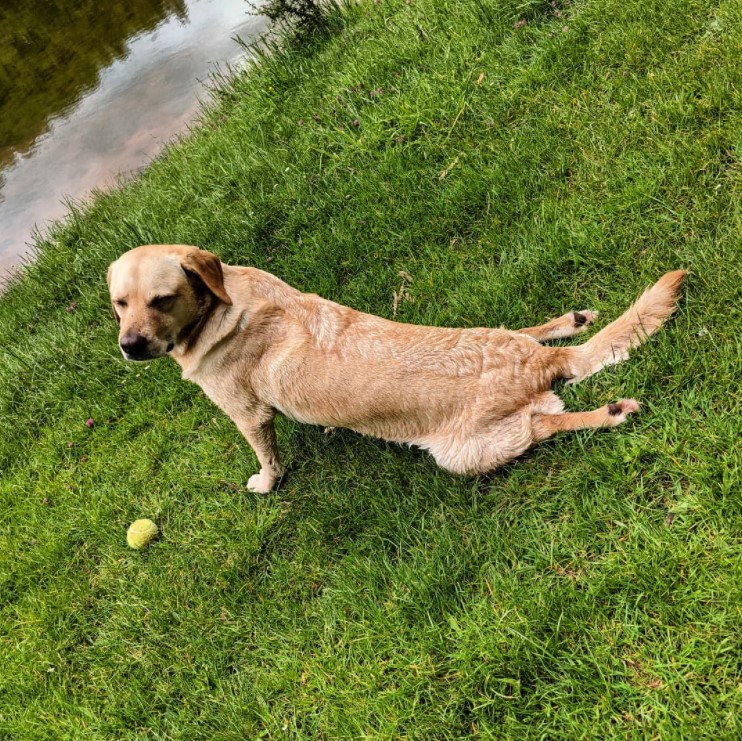 a large golden retriever stretching out on grass near water