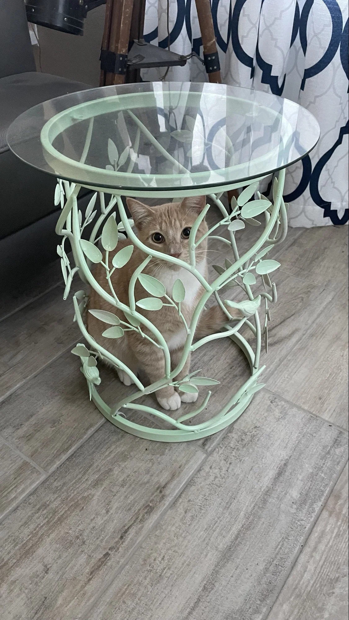 a light brown and white cat stuck underneath a side table with twig and leaf inspired legs and a clear glass top