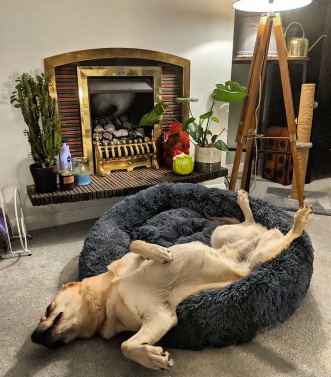 a large golden retriever laying on her back with her legs sprawled out in different directions as she sleeps in a dog bed in a living room
