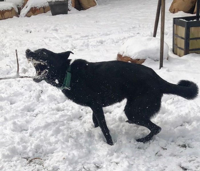 large black dog attacking a snowball mid-air 