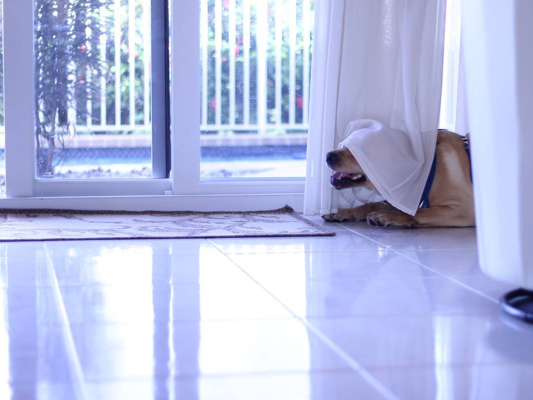 a large dog partly hiding underneath a curtain to a sliding door