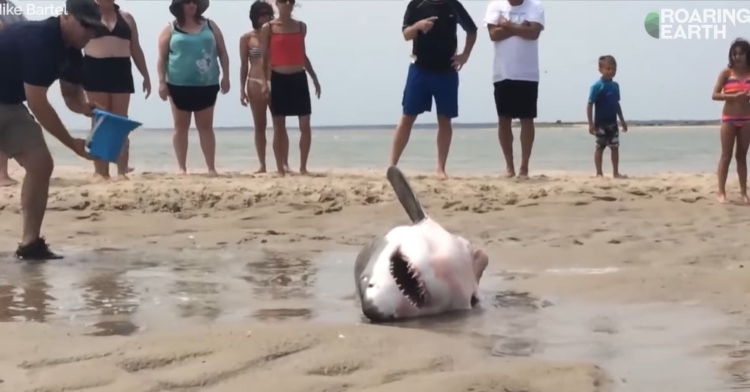 a man pouring water from a bucket onto a beached white shark as other beachgoers watch nearby