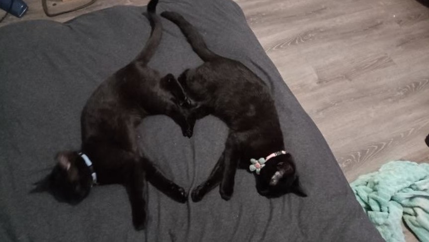 two black cats laying on a bed in the shape of a heart