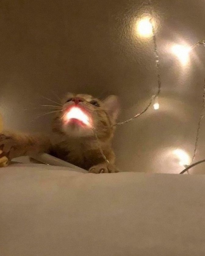 a small cat with a glowing mouth thanks to the fairy light in its mouth from a string of fairy lights