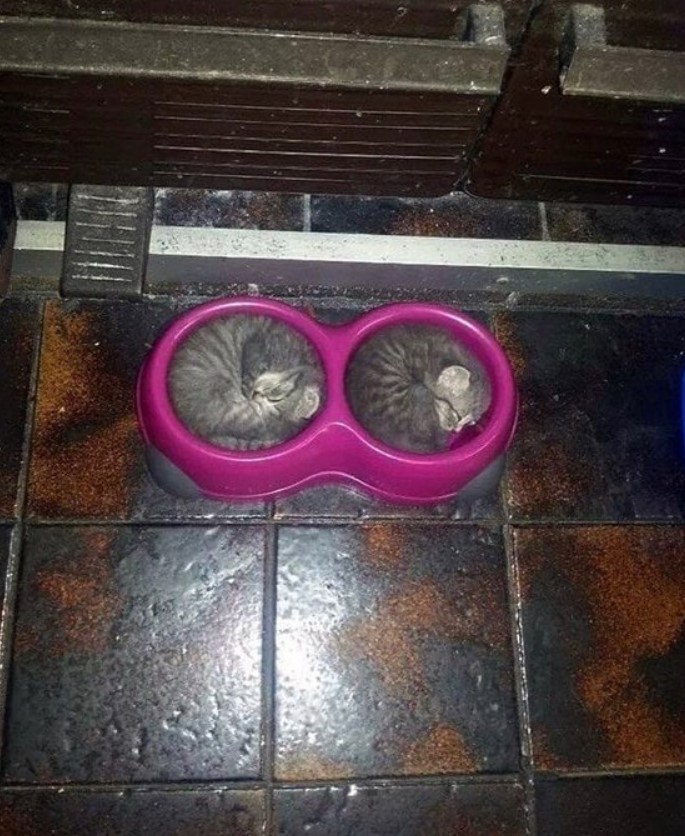 two small, gray cats curled up in a double water bowl