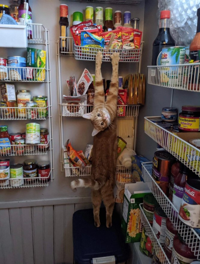 a long, orange and white cat looking back as it hangs from a shelf in a pantry 