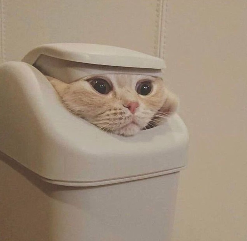 closeup of a light orange and white cat sticking its head out of a small trash can with the lid sitting on its head like a hat