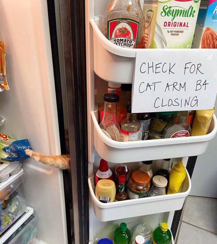 view of an open refrigerator with a cat arm reaching inside the crack. there's a sign placed inside on the door that reads "check for cat arm b4 closing"  