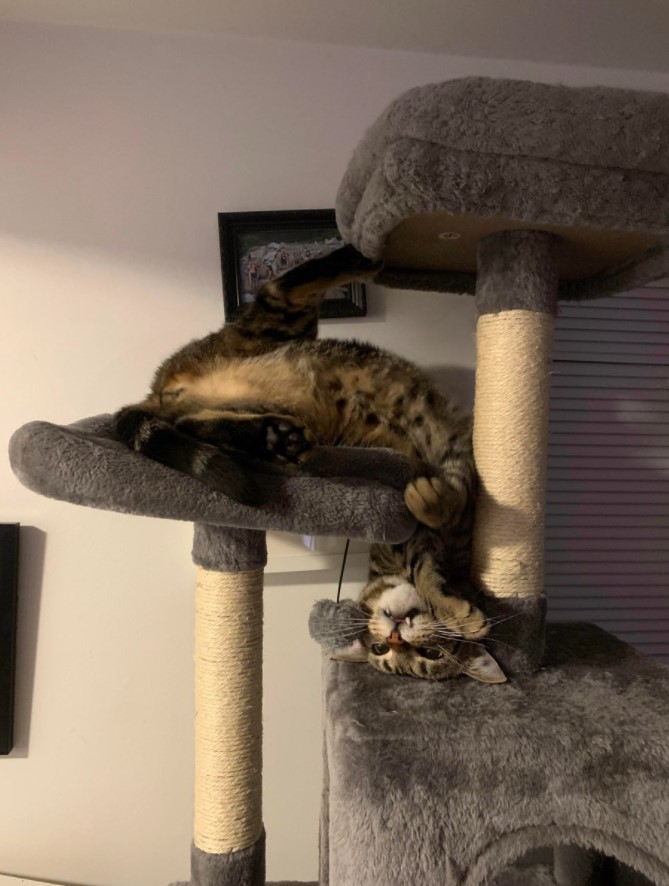a multi-colored cat sitting upside down on a cat tower with a look of discomfort on its face