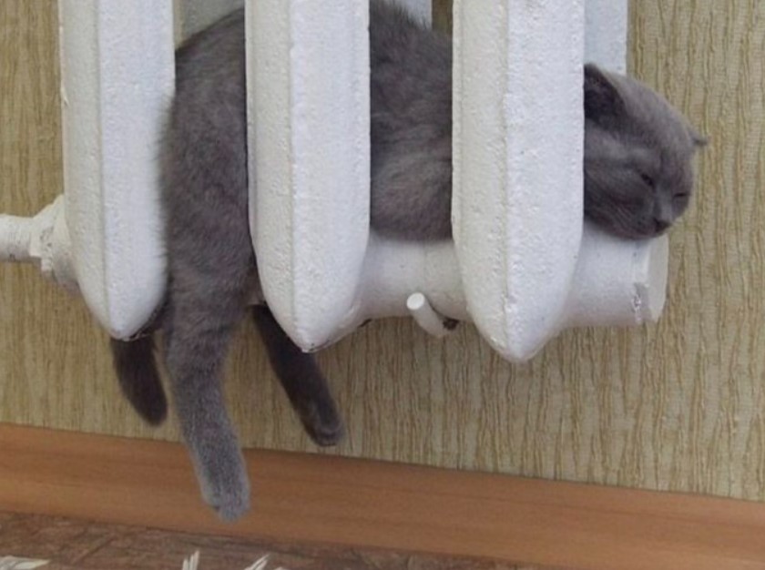 small gray cat laying on a white pipe inside of a house