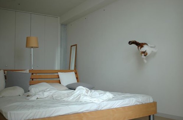 an orange and white cat running across a bedroom wall in a way that makes it seem like its about to jump on the nearby bed