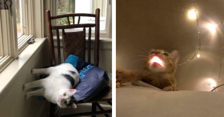 a white cat with black spots "standing" sideways on a wall while leaning on a chair and a small cat with a glowing mouth thanks to the fairy light in its mouth from a string of fairy lights