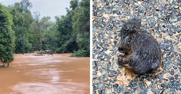 a flooded area of queensland, australia among trees and a washed up platypus who had stopped breathing and was revived by a woman referred to as lady penelope