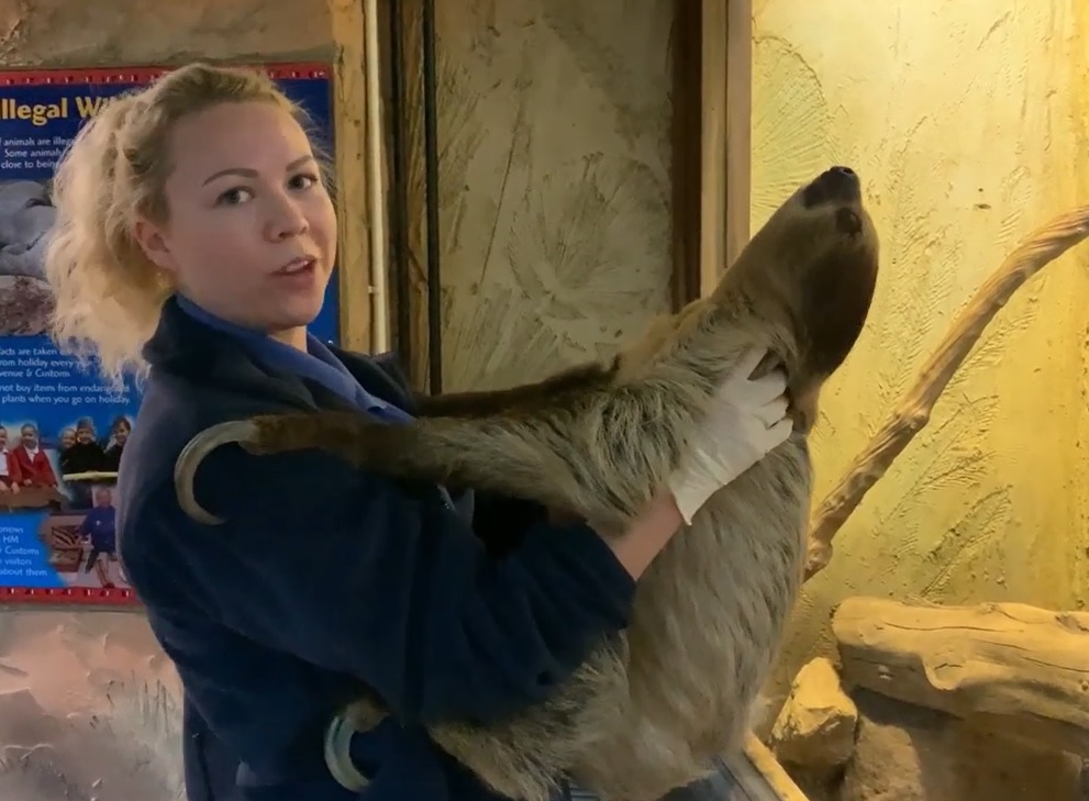 amelia jones talking as she holds gordon the sloth. gordon is leaning back as he holds onto her.