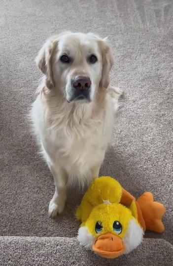 Charlie and Mr Quackers