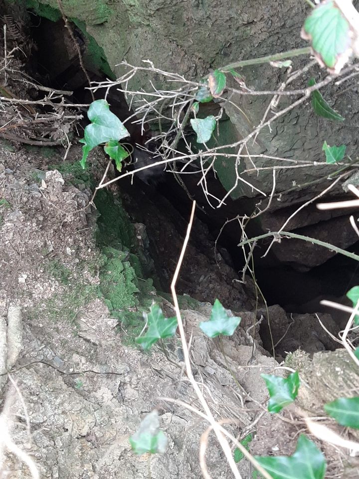 top-down view of a fissure in cornwall, england that henry the dog fell into.
