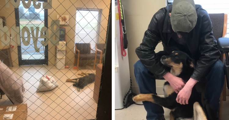 two-photo collage. on the left there is a picture of jada in the shelter. on the right there is a picture of jada and her owner reunited.