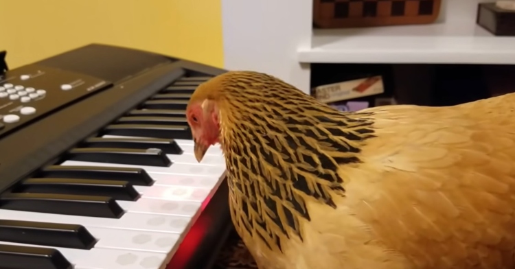 jokgu the chicken staring down at a piano that he's playing "god bless america" on.