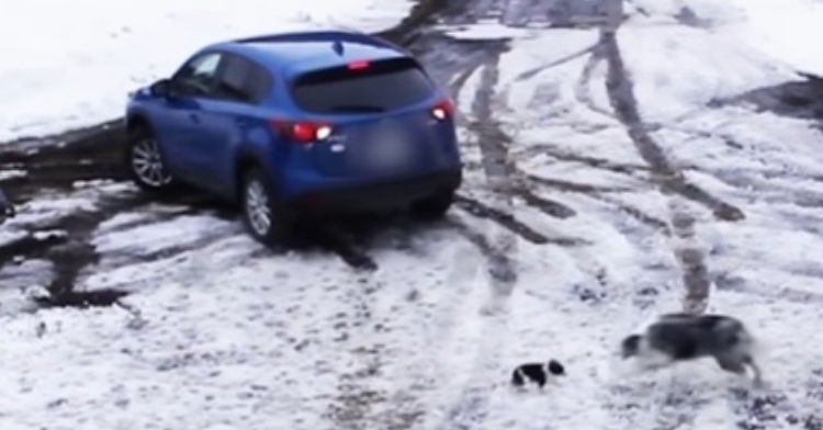 a blue vehicle pulling out of a driveway in the snow. behind the car is a small puppy.