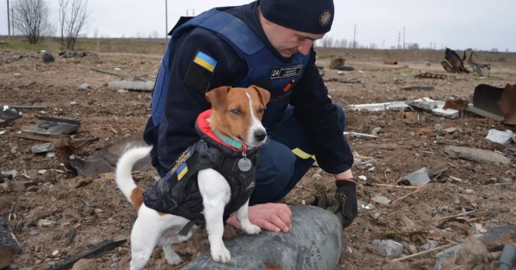patron, the bomb sniffing dog in ukraine, standing on a rock next to a man.
