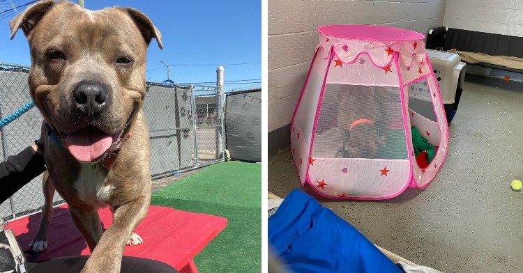 two-photo collage. on the left there is a picture of starsky, and on the right there is a picture of starsky inside his princess tent.