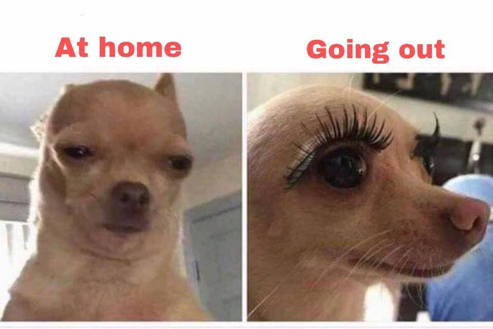 dog with fake eyelashes on