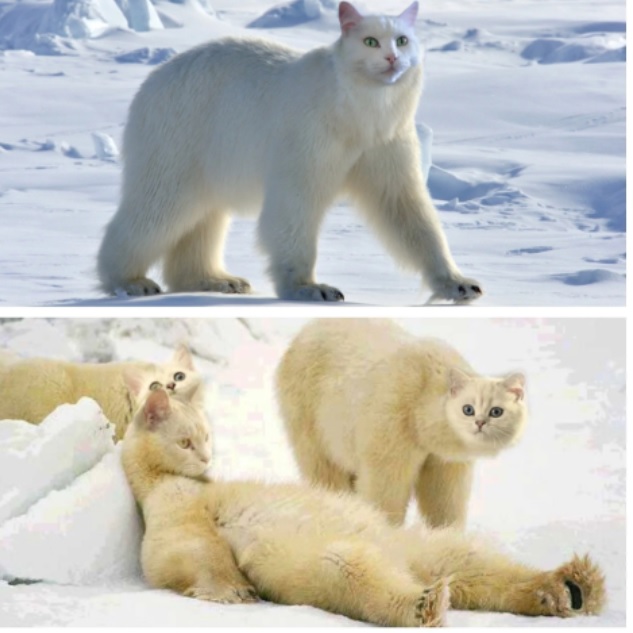 polar bears with cat faces edited on