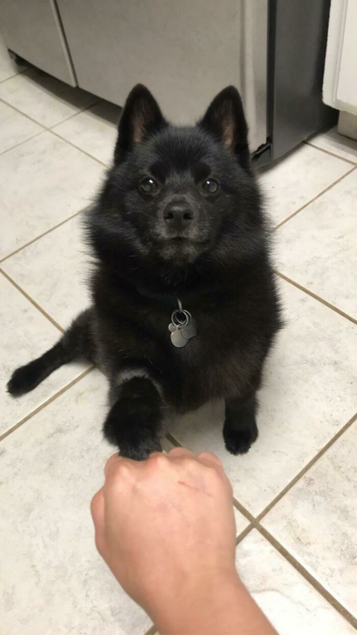 black Pomeranian fist bumping human 