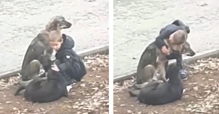 a two photo collage. the first shows a little boy named ibrahim kneeling down next to two large, stray dogs. one dog is sitting up and is behind ibrahim. the other is laying on the ground in front of him. ibrahim is petting them both. the second shows that same little boy. ibrahim is standing on the other side of the sitting dog. ibrahim is giving him a hug.