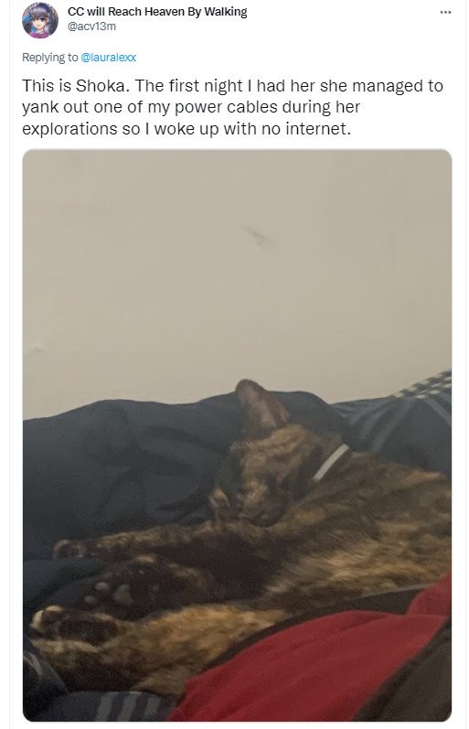 tweet from twitter user @acv13m that reads "this is shoka. the first night I had her she managed to yank out one of my power cables during her explorations so I woke up with no internet." there is also a photo of shoka asleep on a bed.
