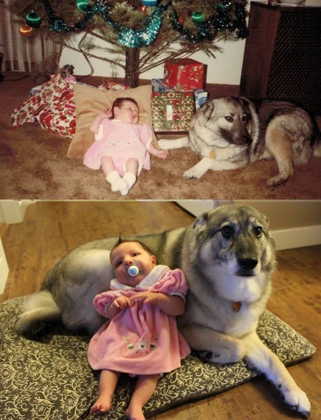 a two-photo collage. the first is of a baby and a dog laying underneath a christmas tree in front of presents. the second is of a different baby, the daughter of the child in the first photo, leaning against a very similarly looking dog 30 years later.