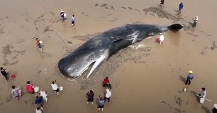rescue crews help stranded sperm whale return to the ocean.