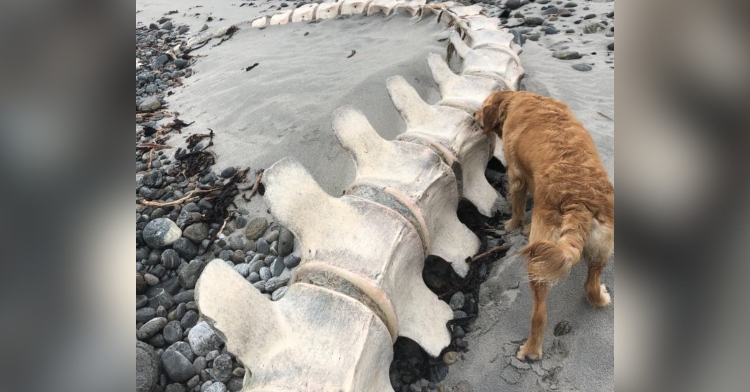 a golden retriever named bonnie sniffing a 30 foot long sperm whale spine that washed up on a beach in south uist.