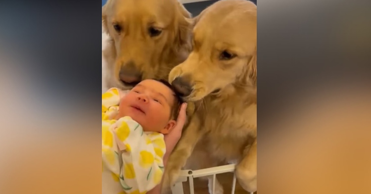 two golden retrievers named winston and doug sniffing their baby, human sister.