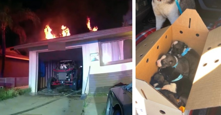 a two photo collage. one is a screenshot from a police officer's bodycam footage that shows the outside of a house in arizona that is on fire. the fire started in the attic and the flames can be seen toward the back of the house. the other is a large husky sitting in the back of a vehicle next to a box of her six puppies. all of them were recently rescued from a house fire.