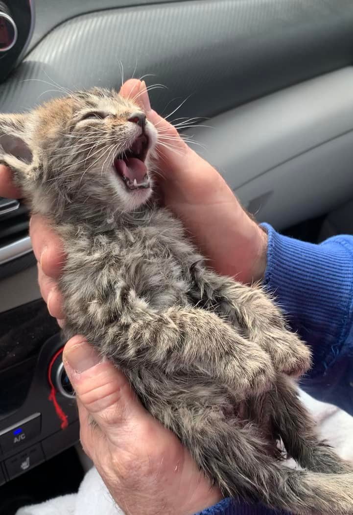 closeup of a small kitten named matilda. she is being held in someone's hands. she has her mouth wide open as if she's screaming.
