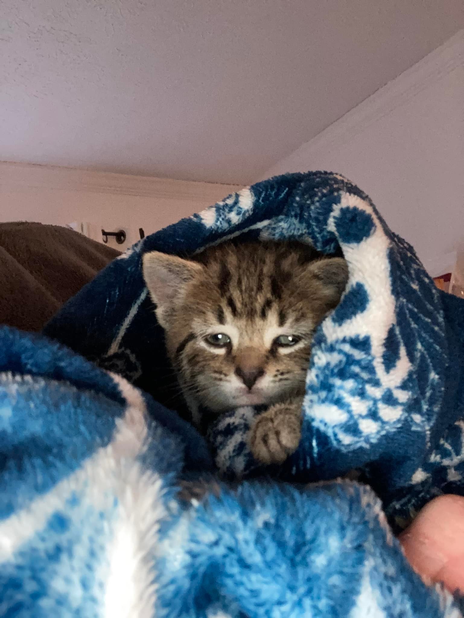 a small kitten named matilda bundled up in a blue and white blanket. she looks sleepy.