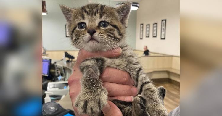 closeup of of a kitten named matilda at a local animal hospital called medvet. she is being held. she is looking around curiously.