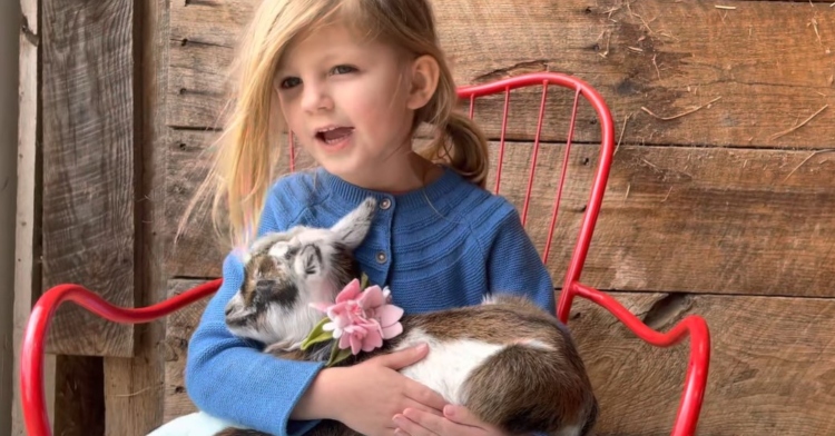 a little girl named max sitting on a red chair outside as she holds a baby goat named betty white in her lap. max is singing a song to betty white that she’s making up on the spot.