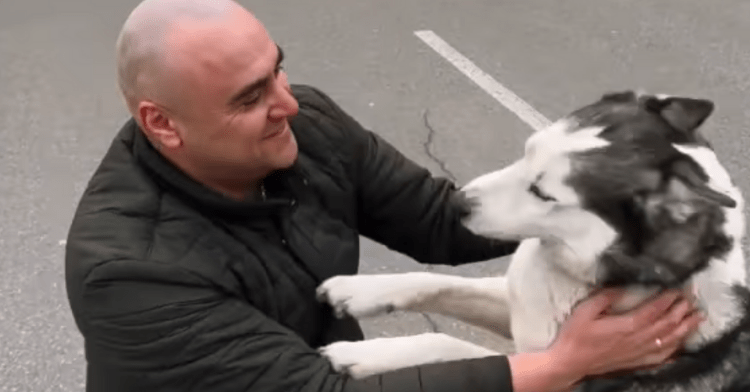 owner reunites with his lost husky, nessie, in ukraine