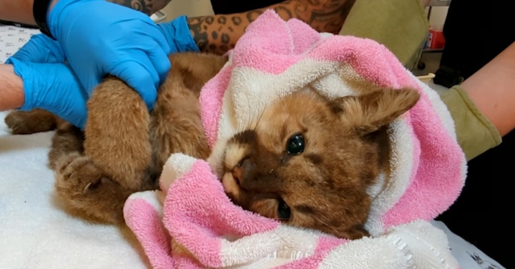 closeup of an abandoned mountain cub named rose. she is laying down and is being helped by several veterinarians at the oakland zoo.