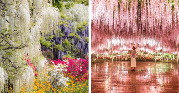 a two photo collage. the first features wisteria in white and purple. they hang over other flowers that are white, yellow, and pink. the second features a large, light pink wisteria tree with a woman standing underneath it. she’s looking up and is holding an umbrella above her head.