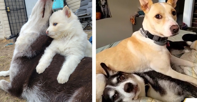 a two-photo collage. the first is of bliss and a white dog resting on the ground outside. the second is of bliss the dog laying on a bed. another dog is laying on top of her.
