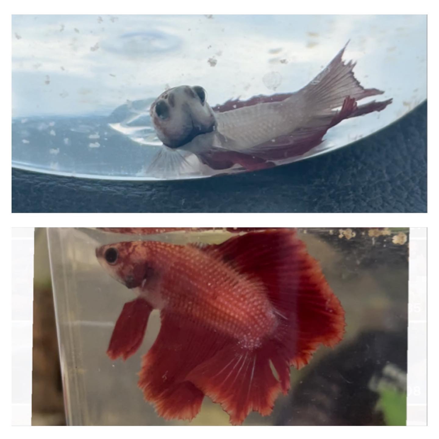 Bongo fish before and after rescue