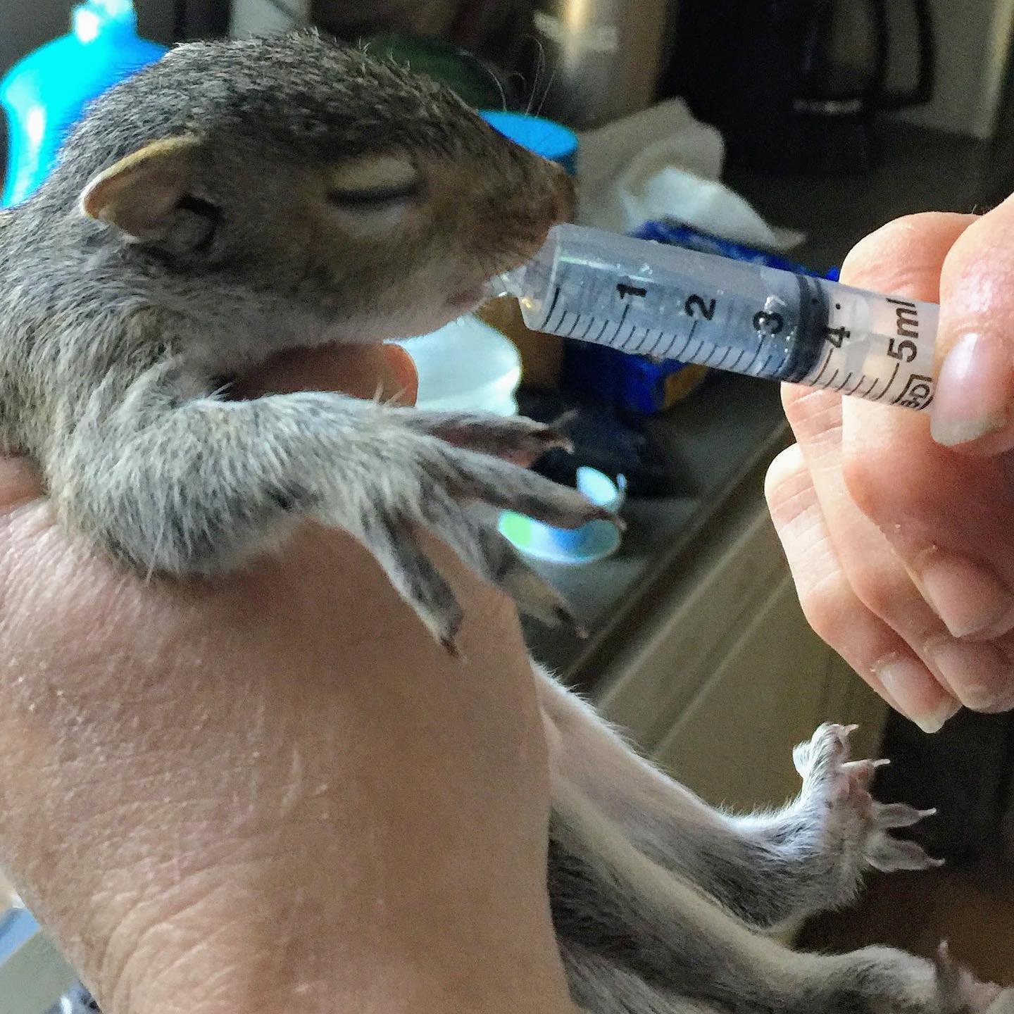 closeup of patty robinson's hands as she holds bunk the squirrel with one hand and feeds him with syringe with the other. bunk's eyes are closed.