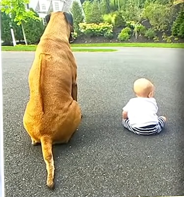 view from behind of otis the dog and a little baby. they are both sitting on a road outside.