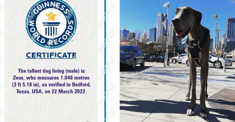 a two-photo collage. the first is a sample image of a guiness world record certificate recognizing zeus as the tallest dog living (male). the second is of zeus smiling as he stands outside in the city with a leash on.