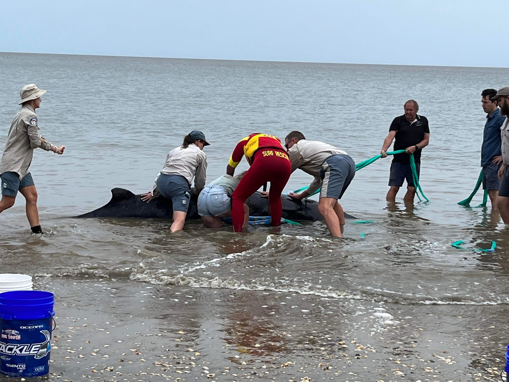 a group of five people guiding a beached whale off of hervey bay beach.